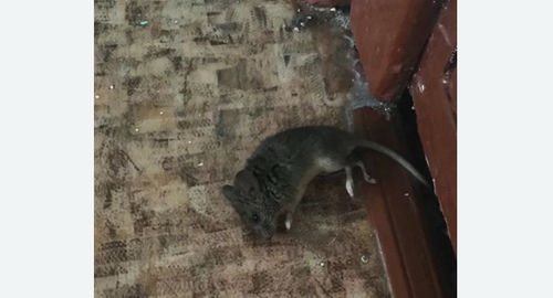 Дезинфекция от мышей в Солнечногорске